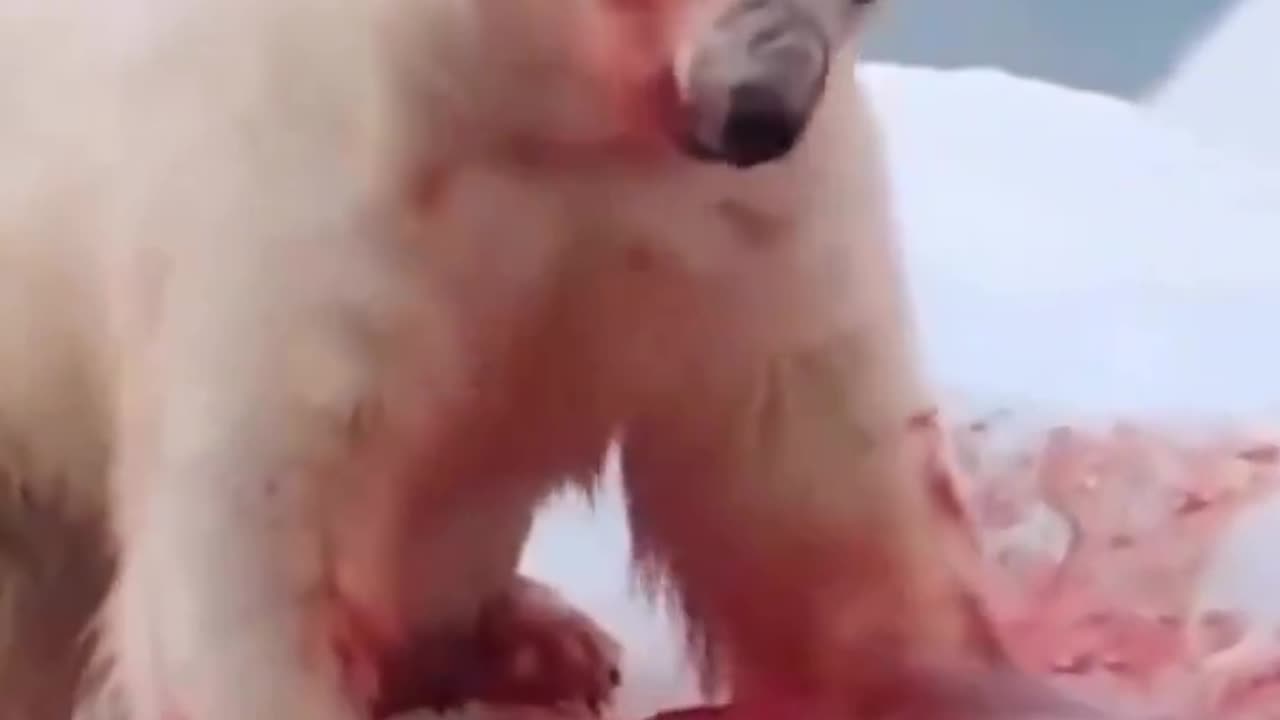 Polar Bear Dining On Seal