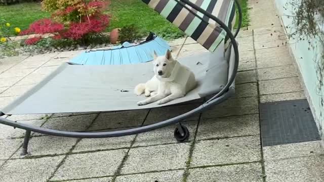 I Wonder Which Dog Got into The Trash?