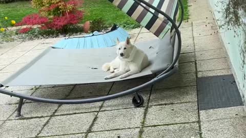 I Wonder Which Dog Got into The Trash?