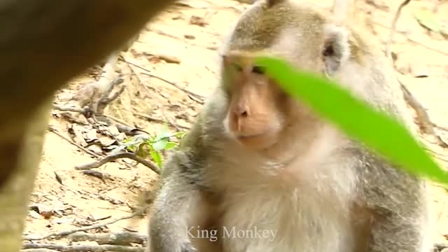 Little Baby attack on his Grandpa to take Revenge