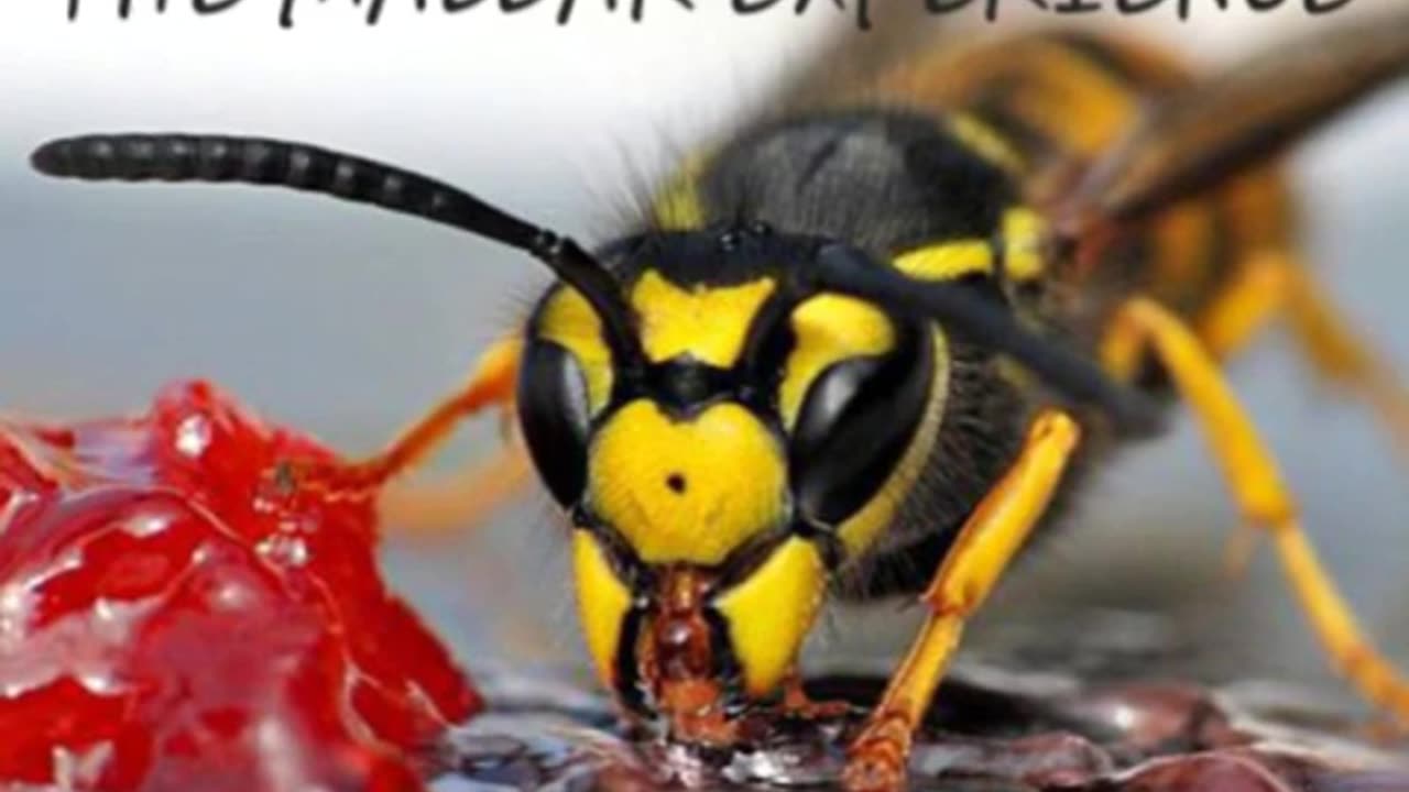 Stinger - The Mallar Experience.