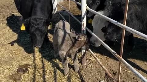 The expectant mommas checking out the new baby #kansas #cows