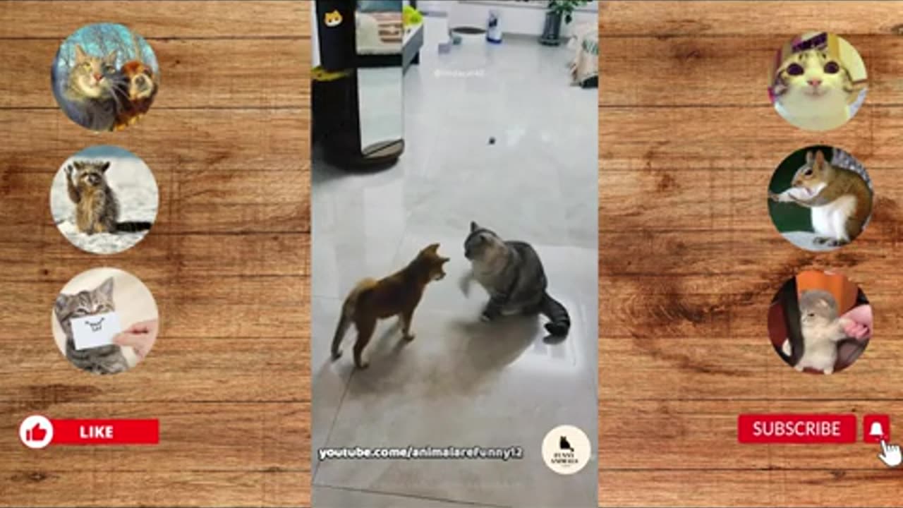 Funny Animal Videos | Funny Animal Fights | Funny Animal Cats and Dogs