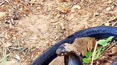 Danger King cobra 🐍🐍 and Little Mongoose with fighting on king cobra danger