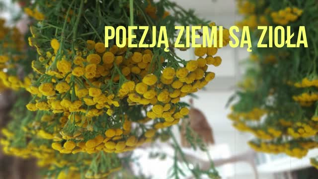 Zioła. Poezja . Odlot na Ziemi. - podcast