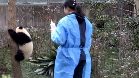 Milk time for panda cubs