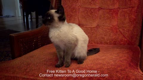 Lost Siamese Kitten Gets New Home In Oregon