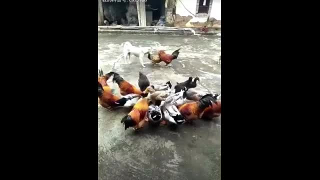 Chicken VS Dog Fight - Funny Dog Fight Videos