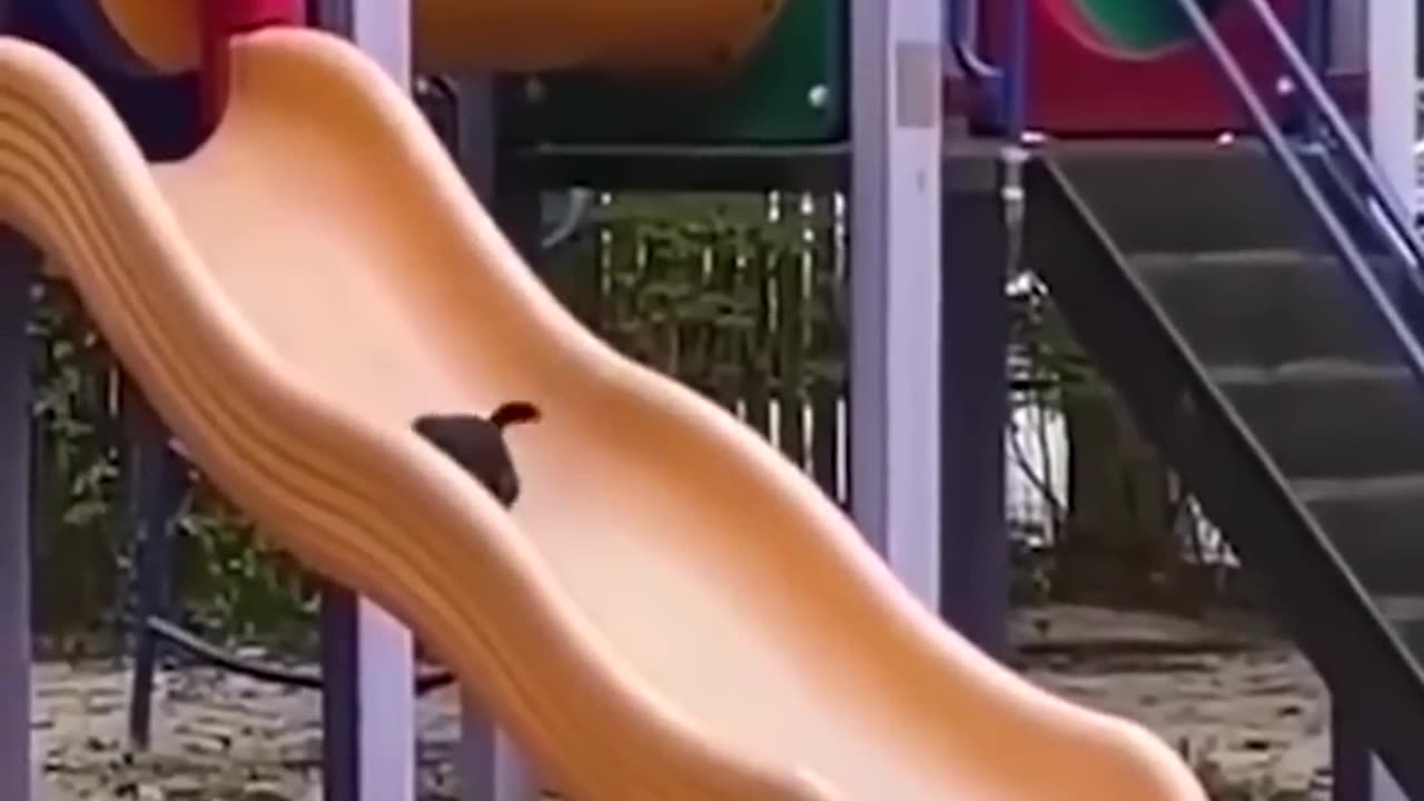 FUNNY ANIMAL VIDEO