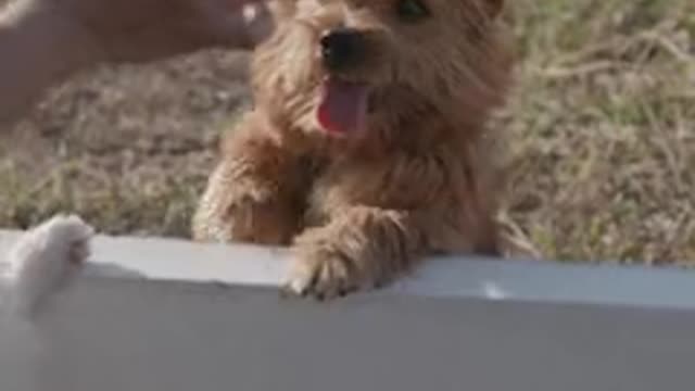 A Puppy Is Playing With A Fence...