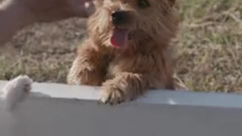 A Puppy Is Playing With A Fence...