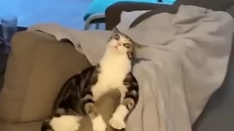 Comedy cat