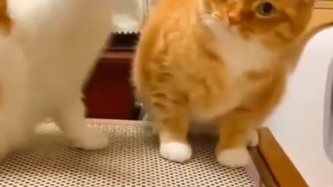 Funny Animal - Funny Cats Funny Animal Video