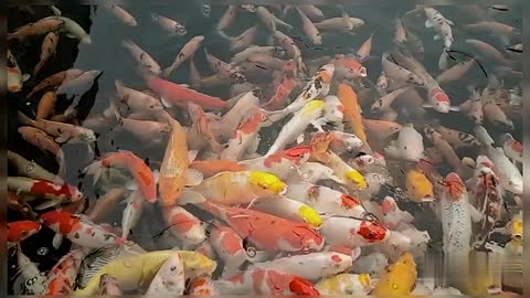 Koi Fish Koi Fish Pond Koi Fish Aquarium Japanese Koi Pond Japanese Koi Fish