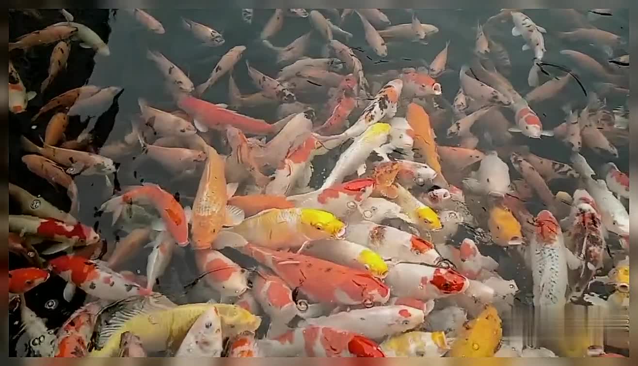 Koi Fish Koi Fish Pond Koi Fish Aquarium Japanese Koi Pond Japanese Koi Fish