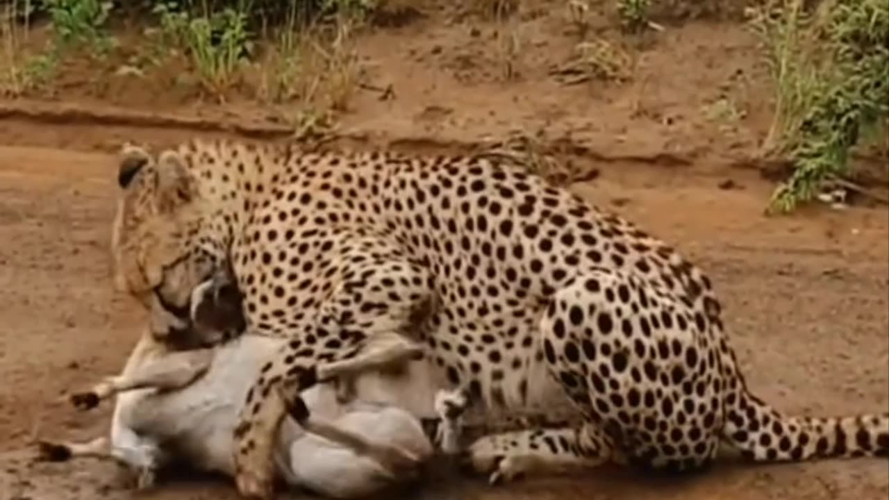 A tiger hunting a baby animal.