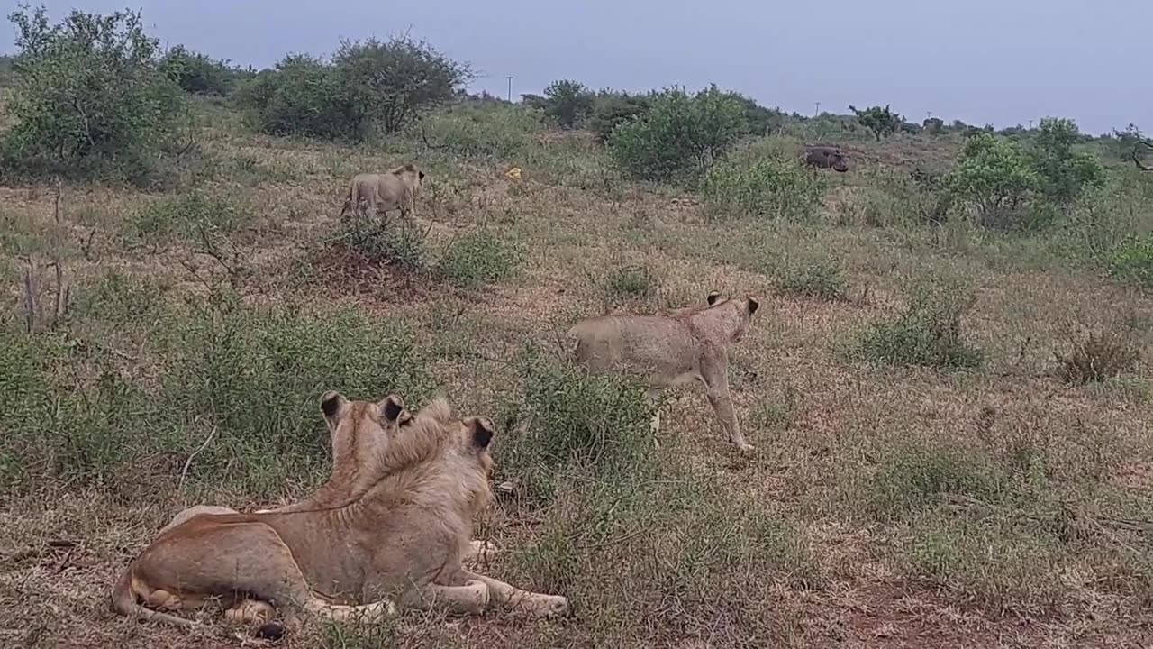 Lions Try Catching a Hippo.