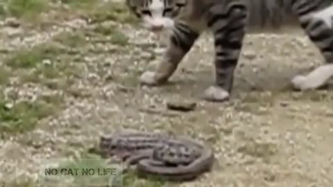 cat fight with snake