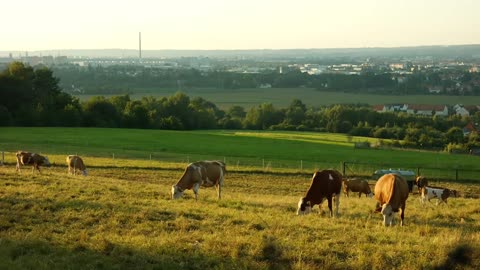 Cows in the pasture