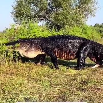 Non an Alligator, it's a freaking Dinosaur🤯