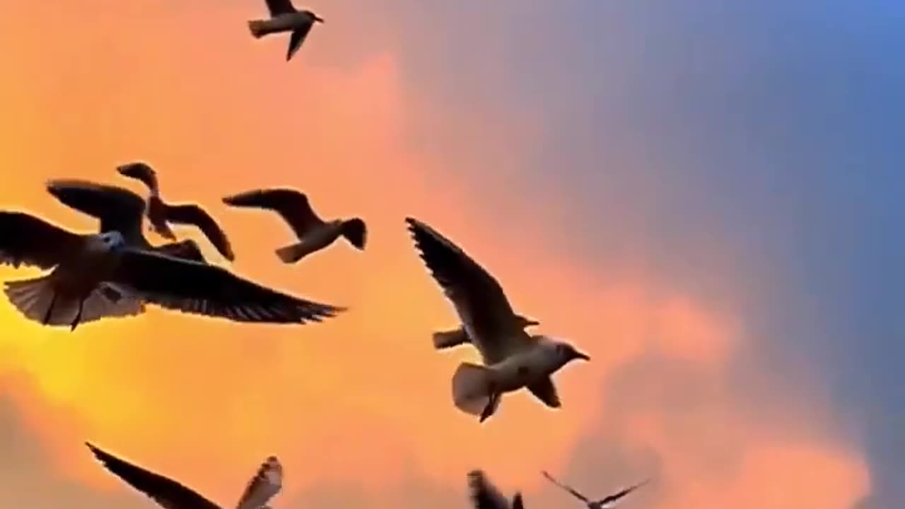 Birds flying video for editing