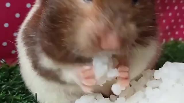 Hamstershorthaireatriceyummy#hamster#hamsters#pets