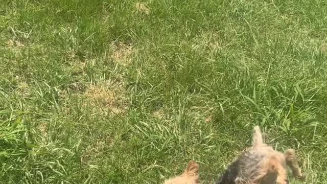Pooch's Peculiar Potty Posture