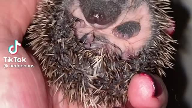 Wet Hedgehog