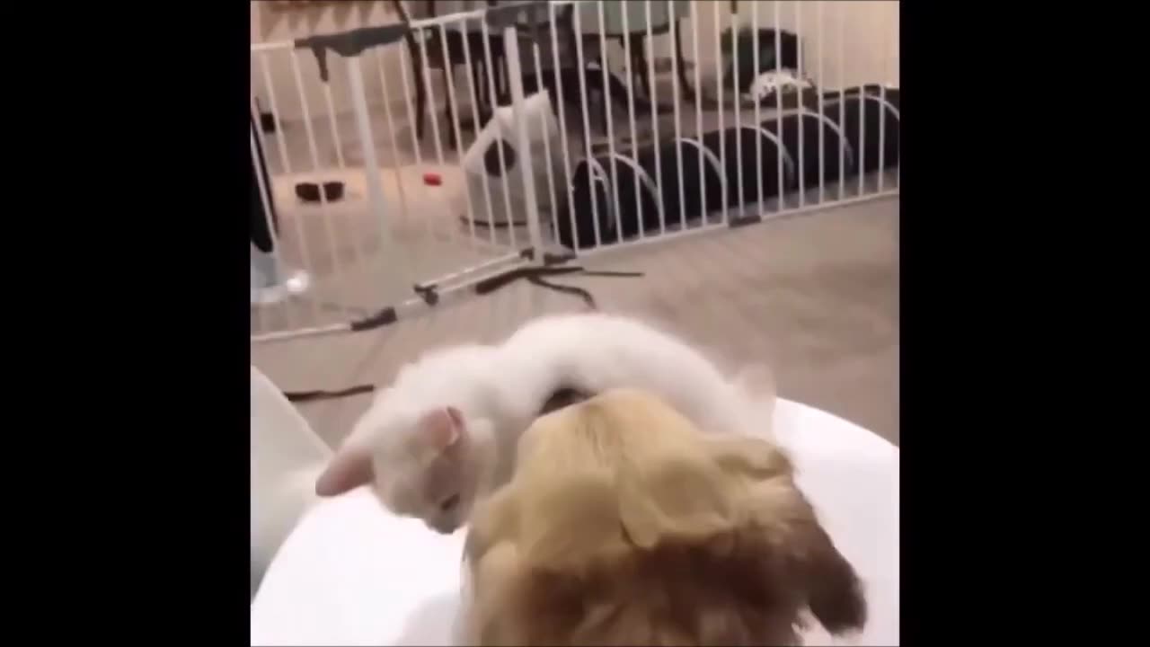 Episode 23 - Cannot stop laughing