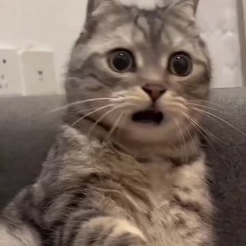 Cat giving a hard slap to Dog