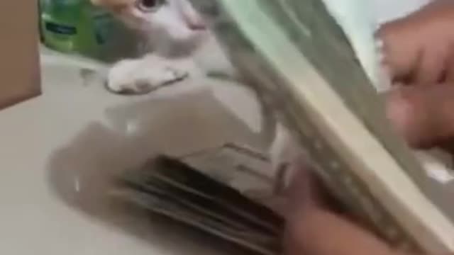 Cat Reaction To Money