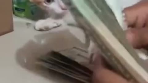 Cat Reaction To Money