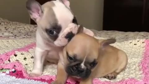 Cute and funny animals