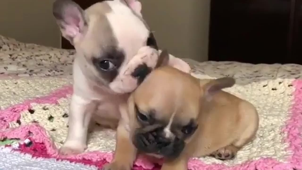 Cute and funny animals