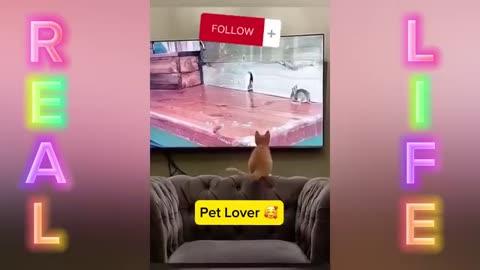 🐈😺 & 🐶🐕 lover