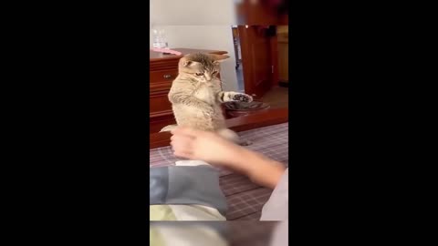 Funny animal videos 160