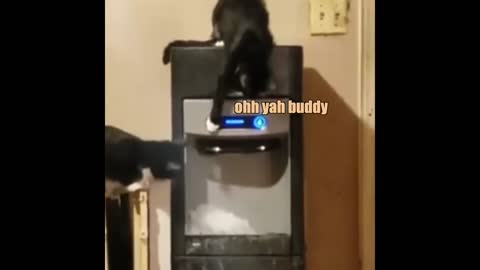 Cats discover ice for the first time