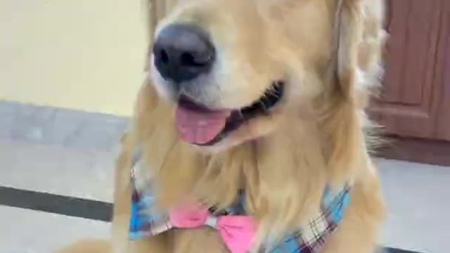 Funny baby dog smart Animal Funny dog