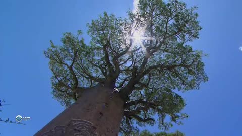 Beautiful baobabs