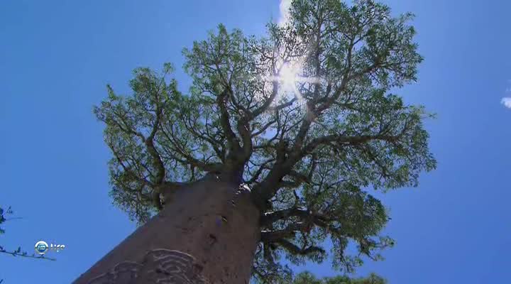 Beautiful baobabs