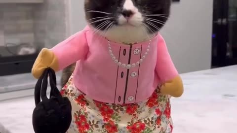 Funny cats