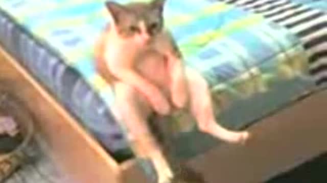 funny cat sitting