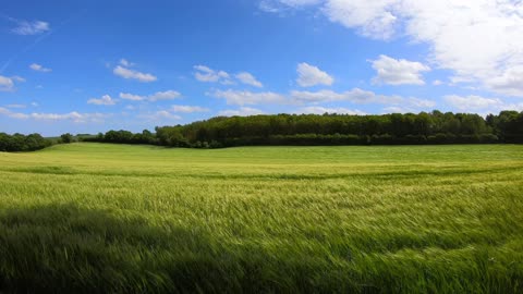 Look at these green fields, look at this air manipulating these plants, a very stunning view that clears the mind, makes you feel free and reassured.