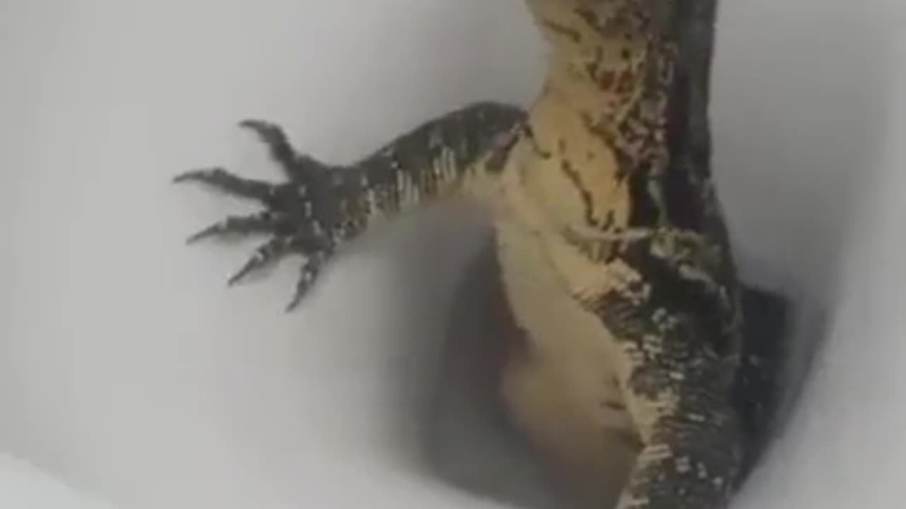 A British tourist filmed a 'Monitor lizard' coming out from his/her toilet bowl in Thailand.
