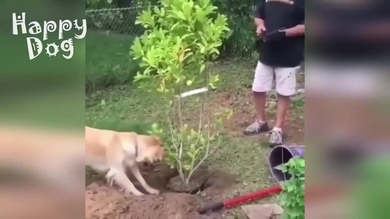 Funny animals - Funny cats _ dogs - Funny animal videos #85
