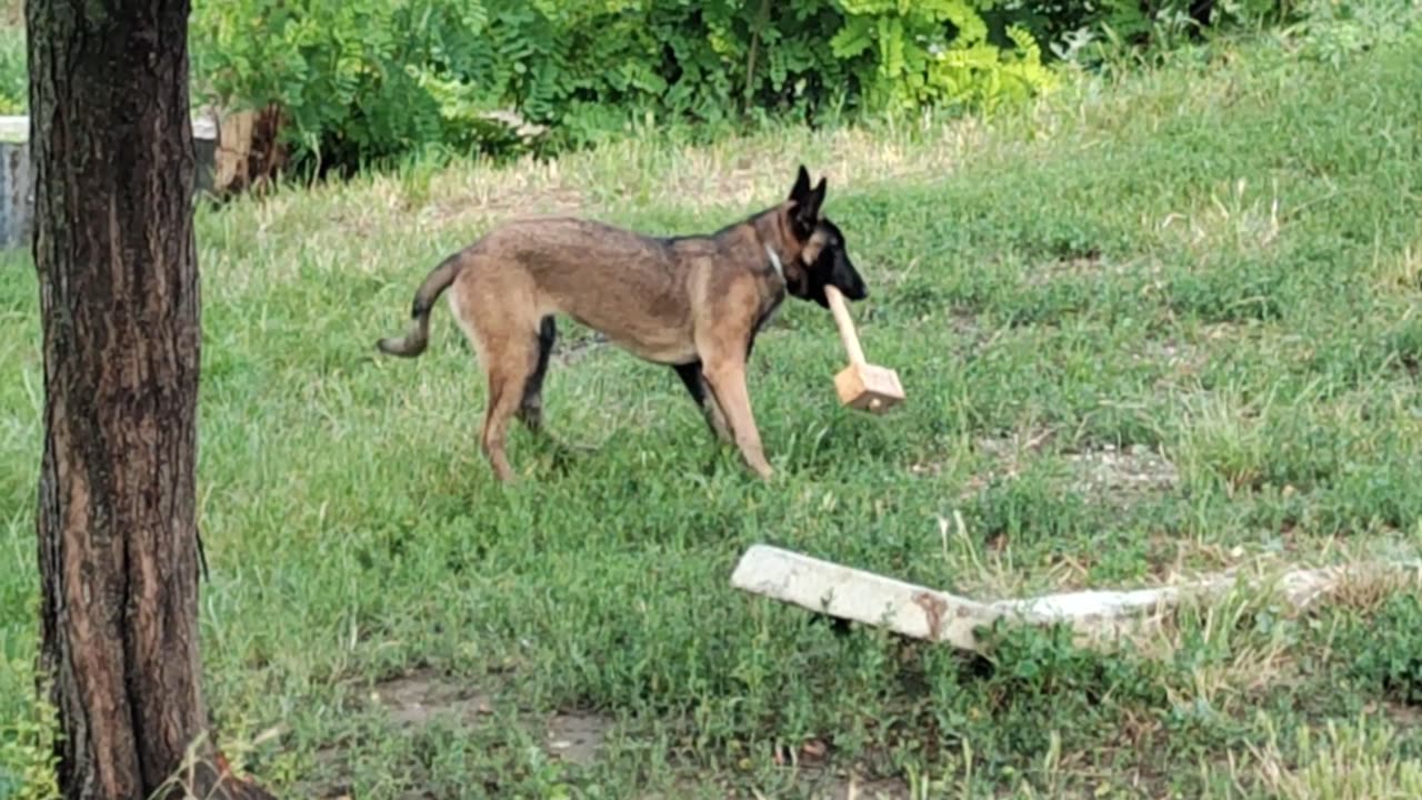 He has fun with the hammer🤩