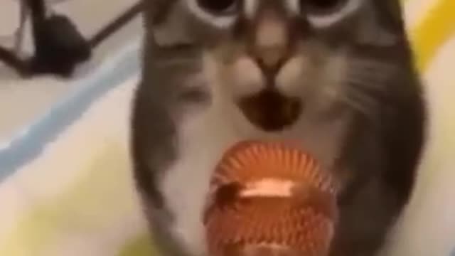 Cat Funny Videos 😹 Funny moments