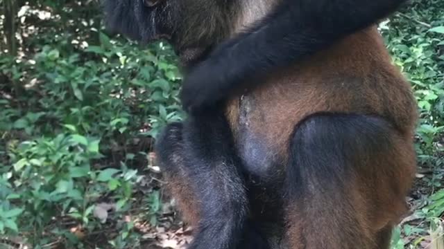 Monkey Doing his Thing