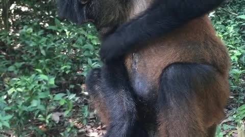 Monkey Doing his Thing