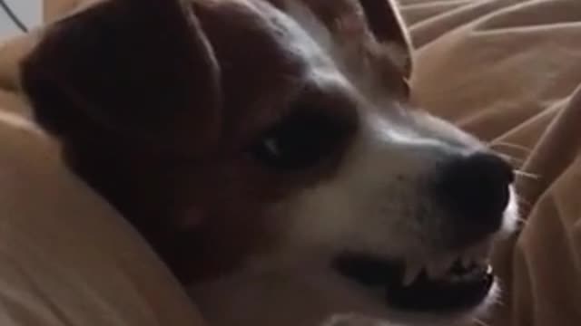 Angry dog